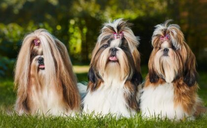 Shih Tzu vs. Other Breeds: What Makes Them Stand Out?