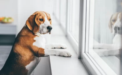 Dog Alone