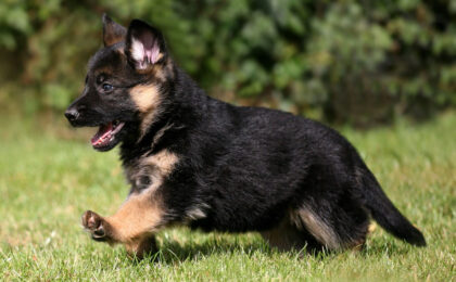german shepherd puppies