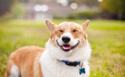 funny dog