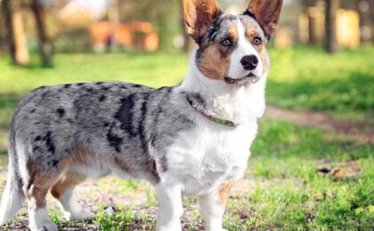 Cardigan Welsh Corgi-Dogcarely