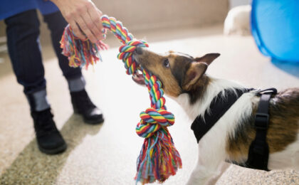 Guide to Becoming a Dog Trainer and Launching Your Own Business