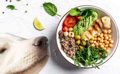 Superfoods Perfect for Your dog