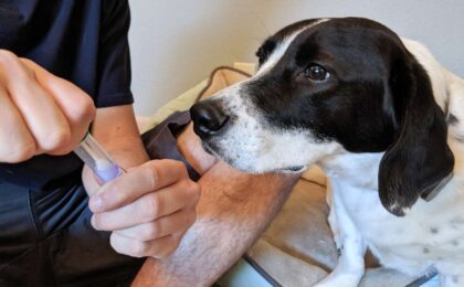 dog dna test