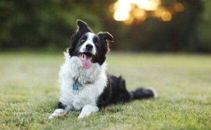 The Best in Herding: 12 Popular Pups You Should Know"
