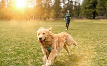 Walks with Your Dog