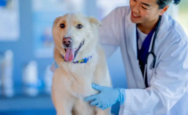 Why Trupanion Canada is the Best Choice for Your Pet’s Health Insurance?