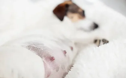 Cancer Bumps on Your Beloved Dog