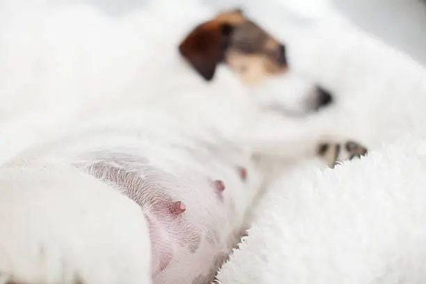 Detecting and Managing Cancer Bumps on Your Beloved Dog