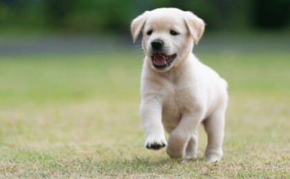 dog training near me