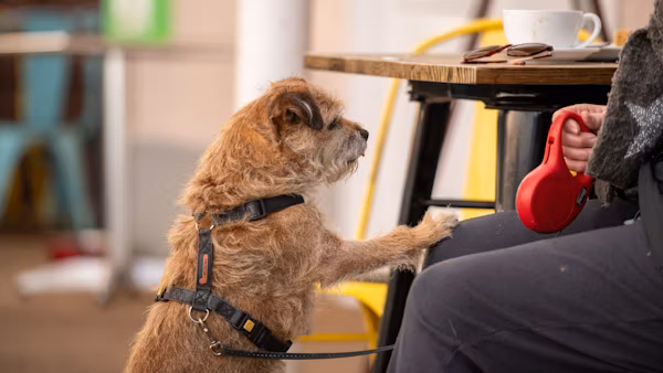 Service Dog Training Involve