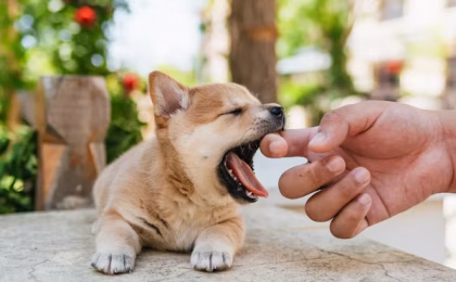 dogs bite their owners