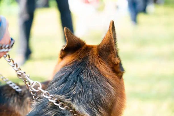 German Shepherd dogs sit so low in the back end