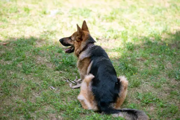 German Shepherd dogs sit so low in the back end