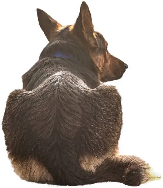 German Shepherd dogs sit so low in the back end