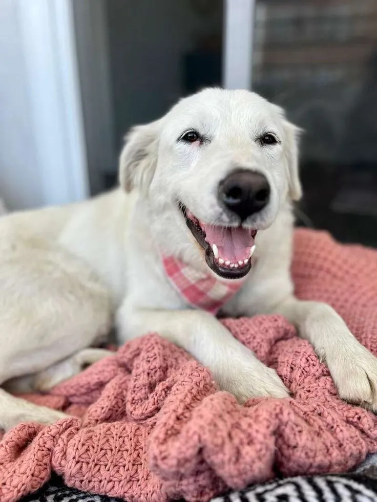Why Did My Dog Suddenly Abandon Her Spot at the Foot of My Bed?