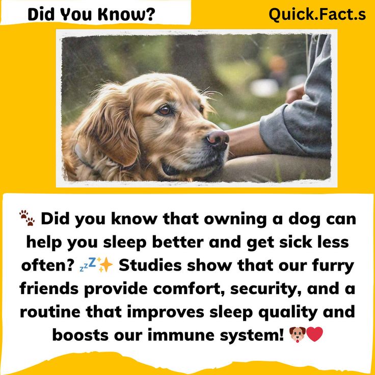 Does My Dog Protect Me While I Sleep? Science, Signs & Safety Tips :