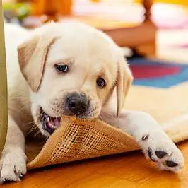 Why Do Dogs Take Their Food to the Carpet?