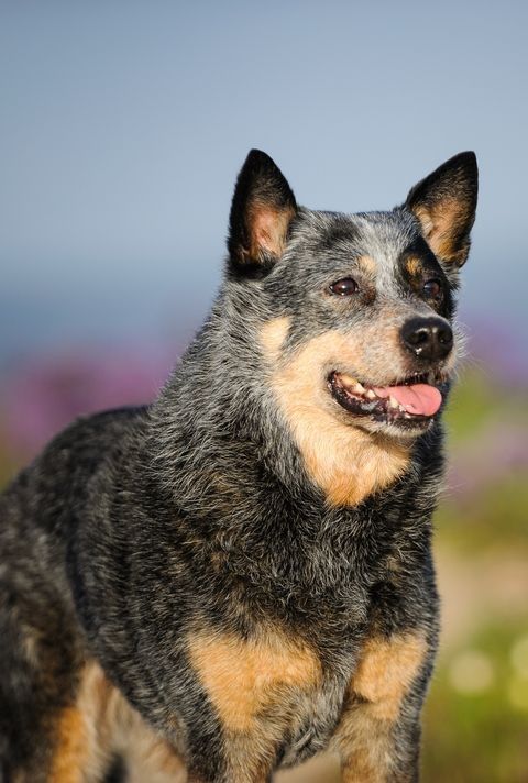The Ultimate Guide to Dogs: Breeds, Care, Training, and More