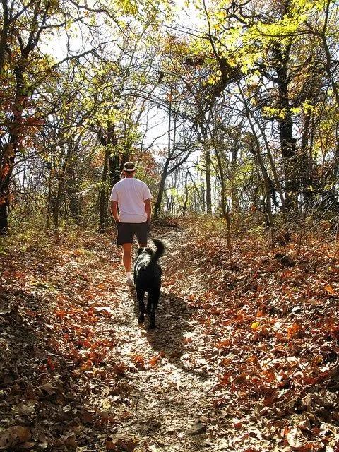 Why does my dog always want to walk in front of me instead of next to me?