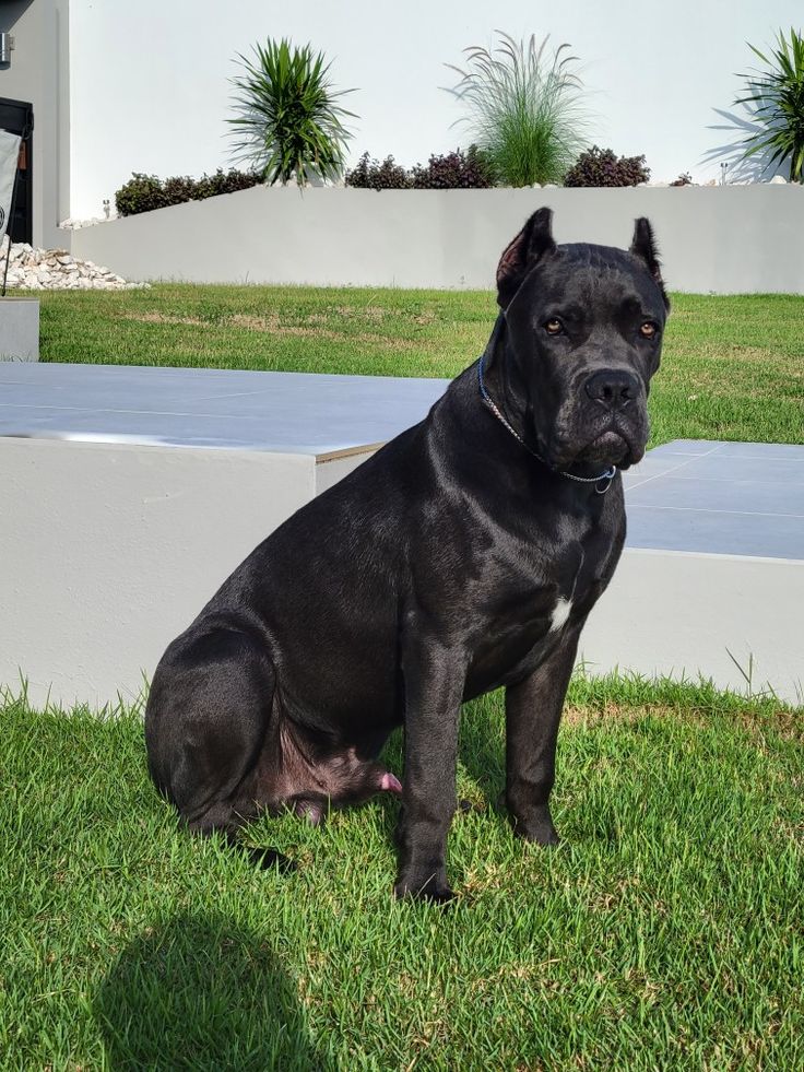 Do dogs gets depressed when their owner is away?