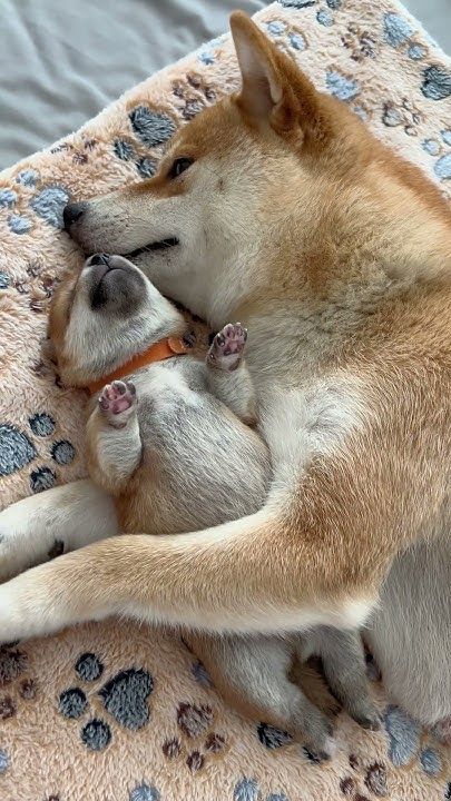 Do Dogs See Us as ‘Alpha’ When Sleeping Together? How They Really Choose Who to Cuddle”