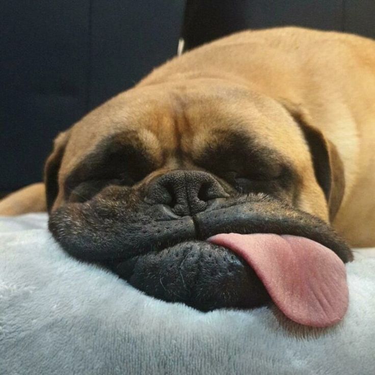 What is the laziest dog breed ?