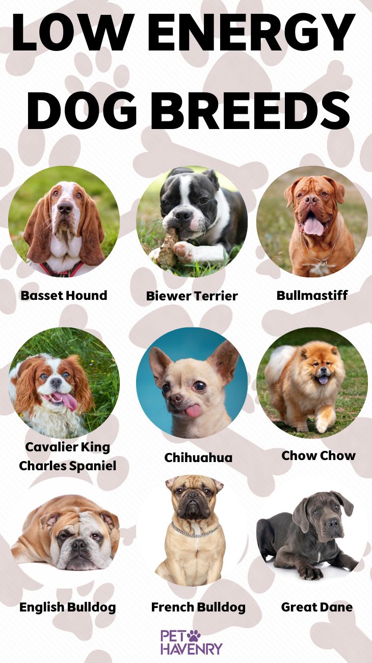 Top 15 Laziest Dog Breeds: Ultimate Couch Companions for Low-Energy Lifestyles