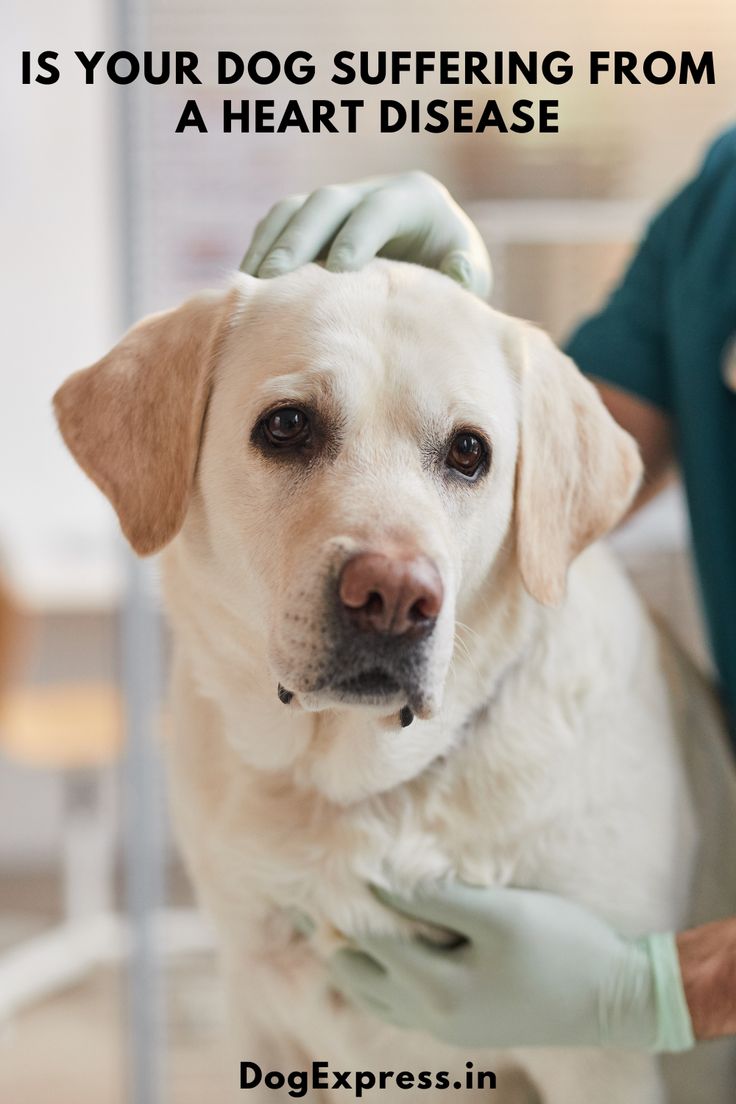 How Long Does a Heart Attack Last in Dogs? Signs, Causes & Emergency Care: