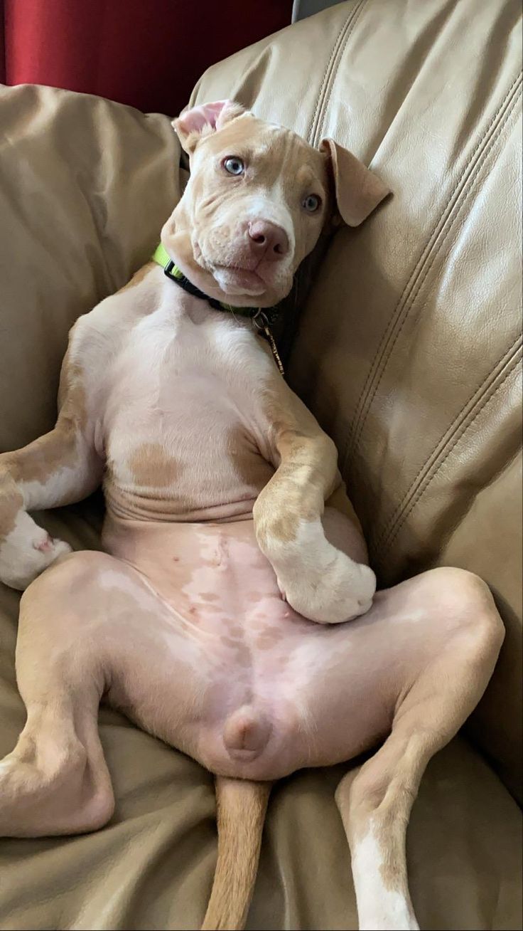 How Does My Dog Always Know When I’m Coming Home?