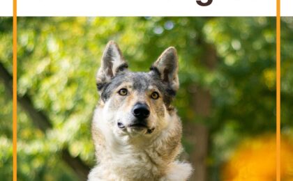 Best Dog Food for Itchy Skin