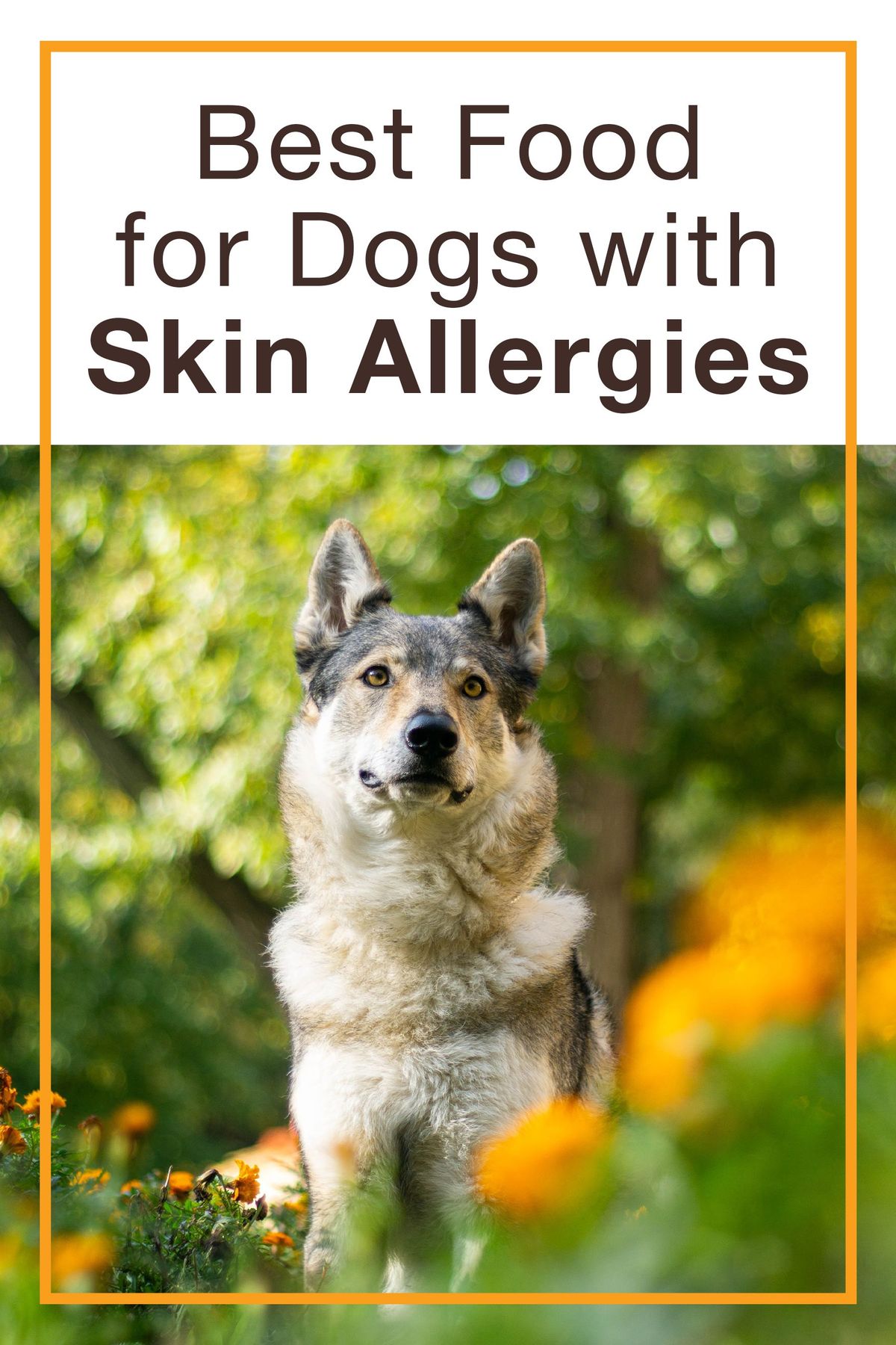 5 Best Dog Food for Itchy Skin A Vet-Approved Guide to Relief