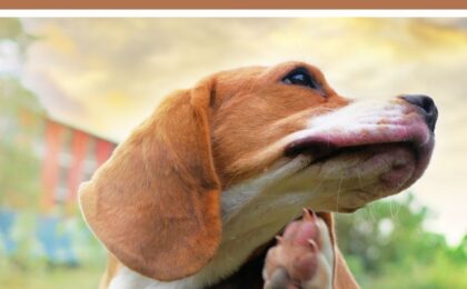Dry Dog Food for Skin Allergies