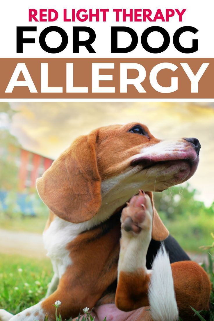 Best Dry Dog Food for Skin Allergies: A Vet-Approved Guide to Relief