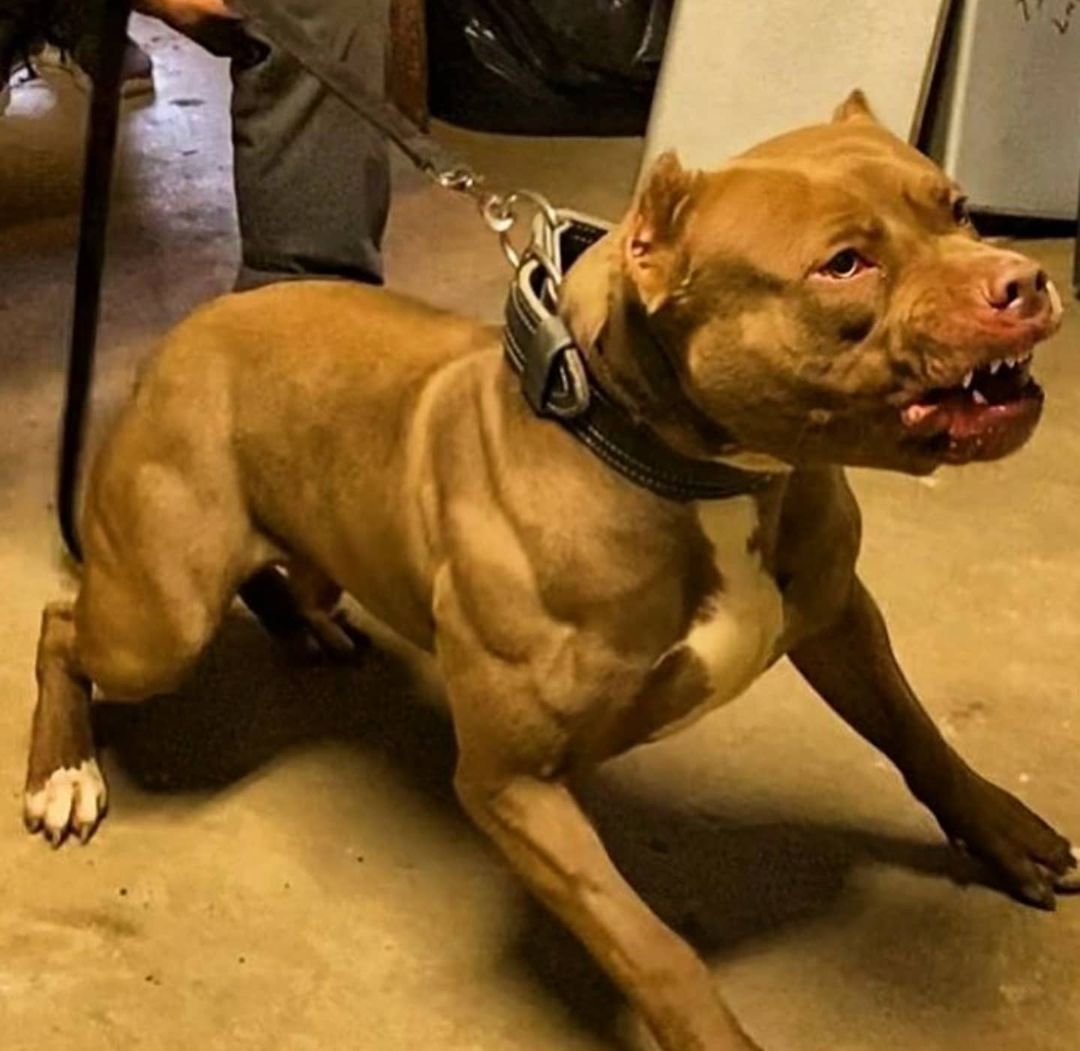 Why do Pitbulls attack their owners?