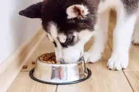 Best Dog Food for Huskies (2025): Vet-Approved Nutrition for High-Energy Dogs.