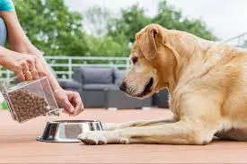 Affordable Good Dog Food: How to Feed Your Dog Well Without Breaking the Bank?