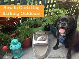 How do you get an outdoor dog to shop barking all night?