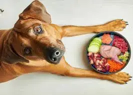 Best dog food for dogs with skin allergies: What You Need to Know Before Sharing