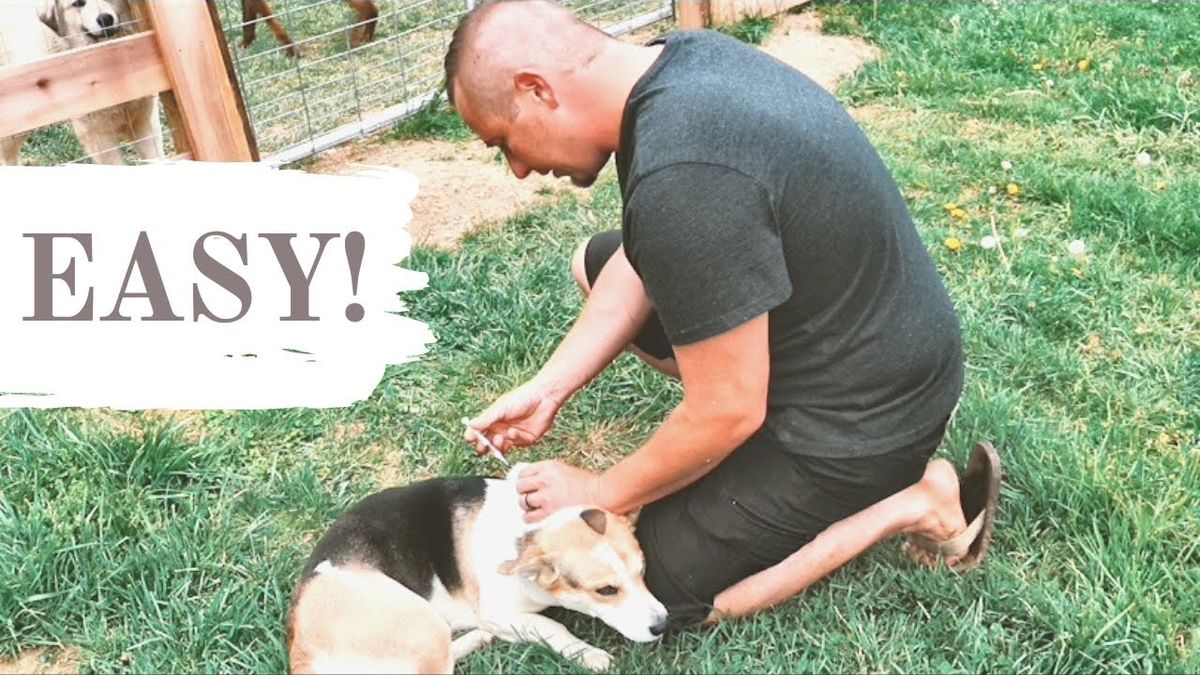 How often do dogs need rabies vaccine?