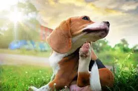 Best Hypoallergenic Dog Food: A Vet’s Guide to Stopping the Itch.