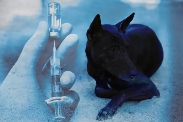 dogs need rabies vaccine