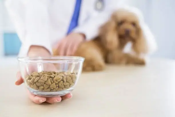 Best Dog Food for Allergies and Yeast Infections