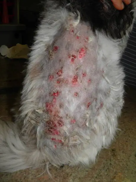 Pet Food for Dogs with Skin Allergies