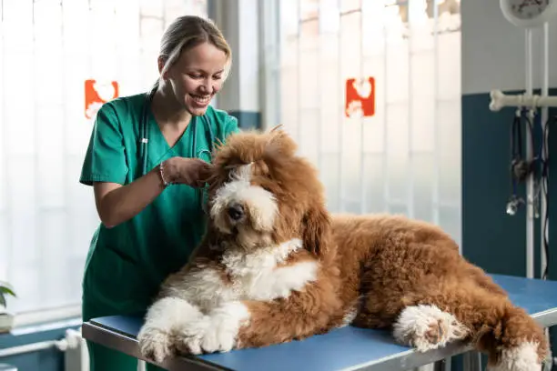 Best Pet Food for Dogs with Skin Allergies: A Veterinarian-Approved Guide