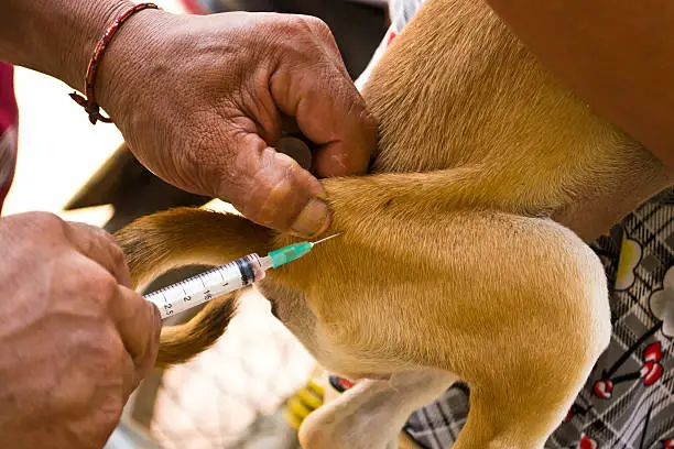 dogs need rabies vaccine