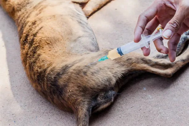 dogs need rabies vaccine