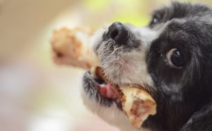 Chicken Dog Food: Benefits the Ultimate Guide 2025