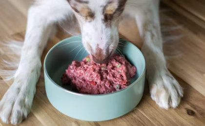 Best Dog Food for Allergies and Yeast Infections