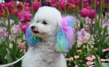 Dog Hair Dye